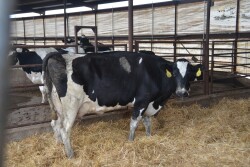 "There's been a crazy amount of technology added to farming," said Dana Allen-Tully, a manager and operator of the multigenerational Gar-Lin Dairy Farms Inc. 