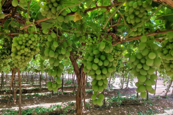 Jac Vandenberg grapes.png