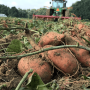 Consumers across Europe continue to embrace the benefits of sweet potatoes.
