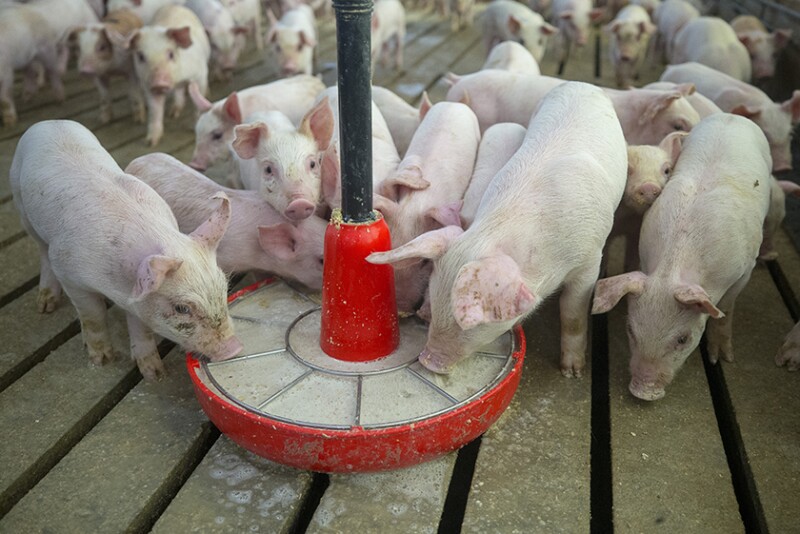 Pigs eating