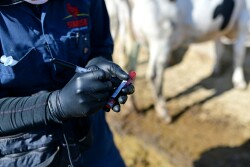 Barb Peterson Sunrise Veterinary Services by Dylan Voyles - blood sampling dairy cows for H5N1 avain flu near Amarillo Texas 05-01-2024 blood sample syringe needle 
