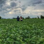 2017_crop_tour_-_soybeans.jpg