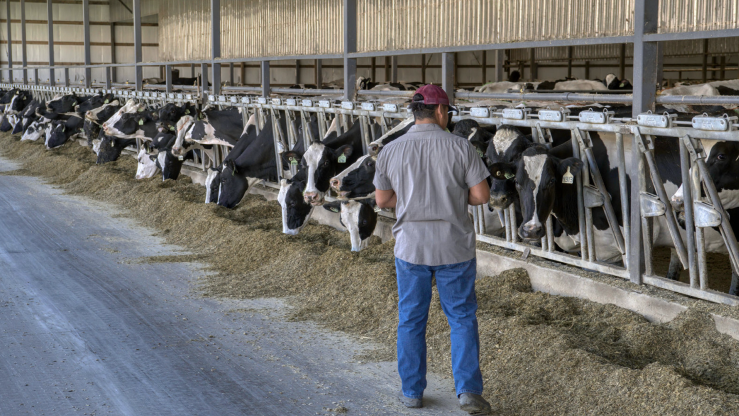 How TN Visas are Changing Who Gets Hired to Lead Dairy Farms