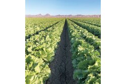 Salinas, Calif.-based Coastline Family Farms started its iceberg lettuce deal in Yuma, Ariz., the first week of November, but other commodities will finish in Salinas between Nov. 21 and 25 and start in the Brawley, Calif., area probably the week after Thanksgiving, says salesman Mark McBride.