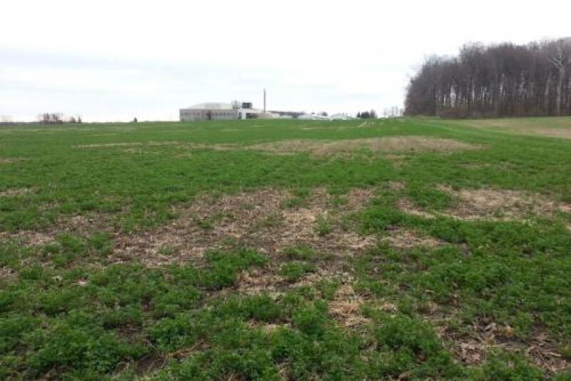 Winterkill and wet weather have made it difficult to harvest high quality forages this spring.