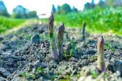 Asparagus in a field
