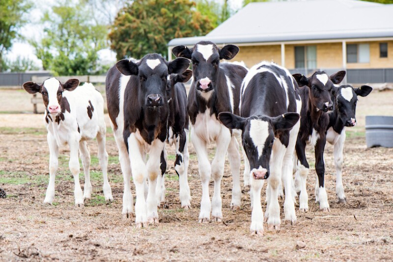 Summer Calves Holstein_Adobe Stock