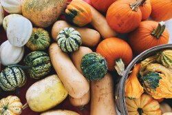 Fall squash offerings from Killam and Bassett Farmstead.