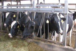 If you watch carefully, you can tell a lot about a cow by reading her face. Know the telltale facial expressions of cows in the early stages of pain and sickness.