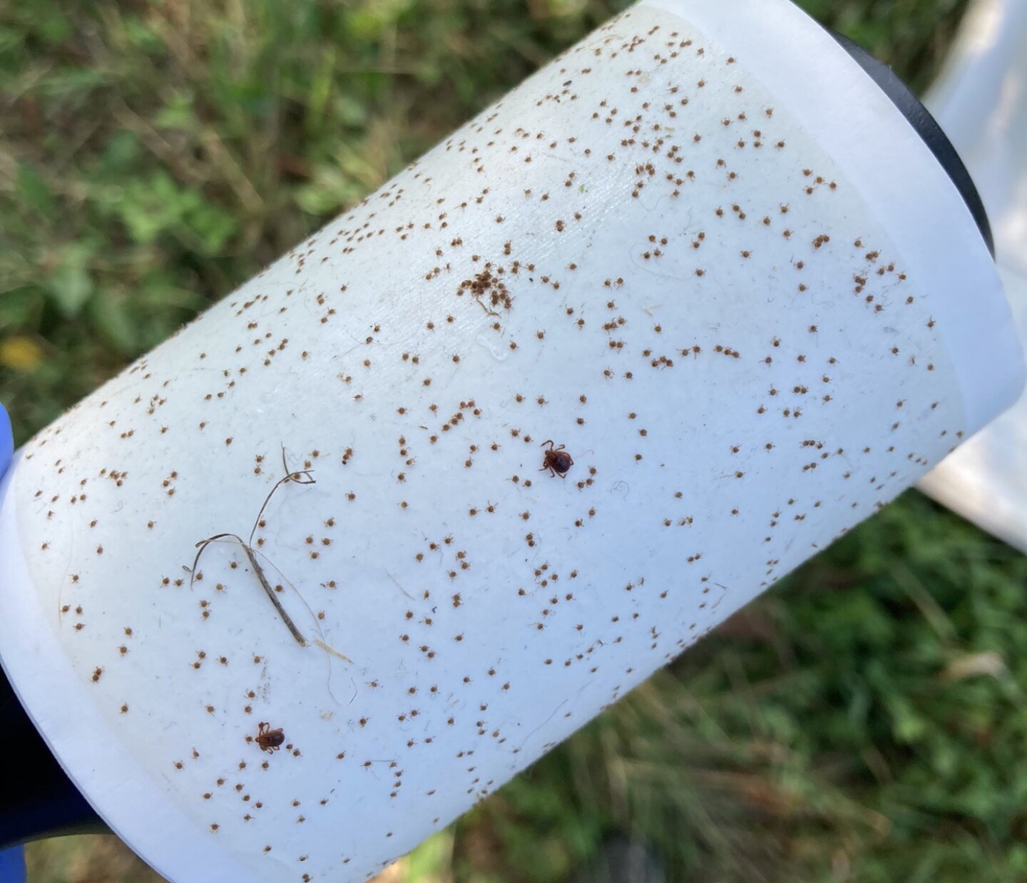 ticks-collected-roller.jpg