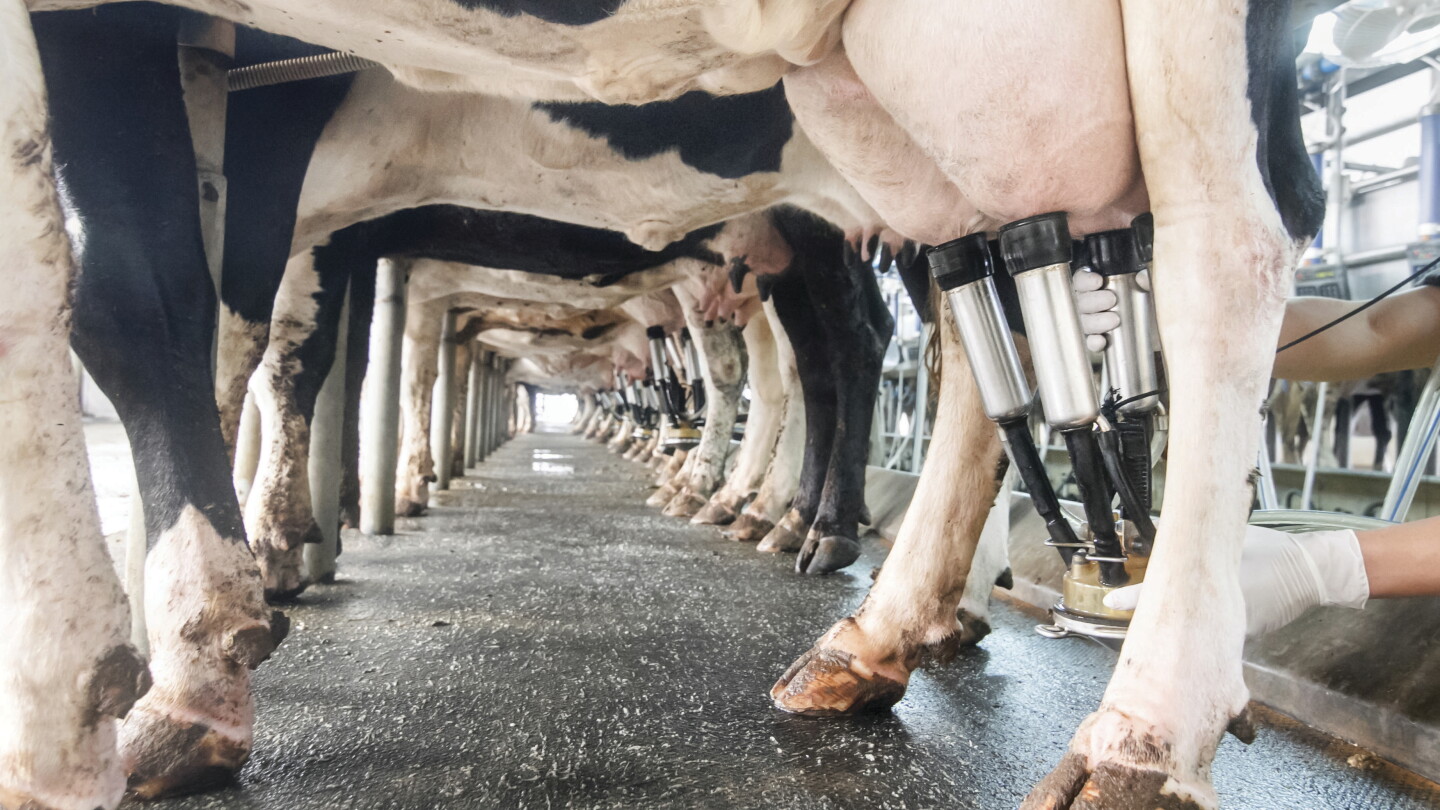 Could Ultrasound Help Veterinarians Monitor Dry-Off Success?