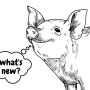 News - Pork
