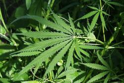 Cattle and marijuana scheme collapses. 