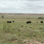 During drought conditions, cattle often graze sparse forage plants closer to the ground, increasing the likelihood they’ll consume soil containing the B. anthracis spores.