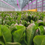 Greenhouse lettuce