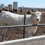 BT_Feedlot_Charloais_Heifer