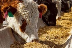 BT Fed Cattle
