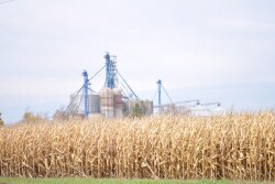 corn illinois fall