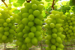 Giumarra grapes, Arra 15