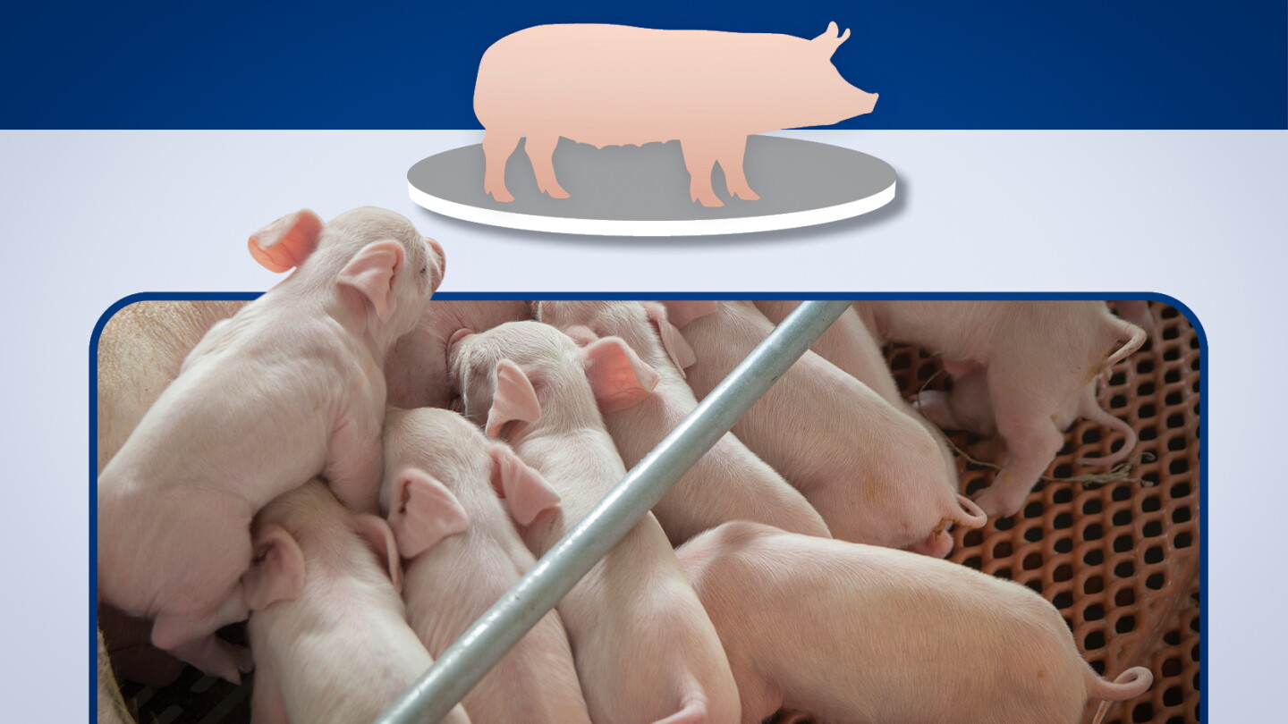 Rewrite the Farrowing House Rules