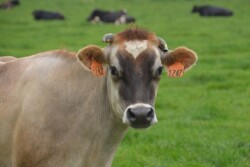 DT_Dairy_Cow_Grass