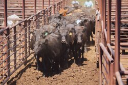 Cattle auction