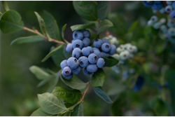 PNW blueberries