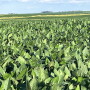 soybean field