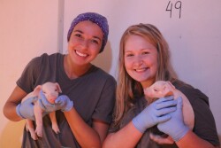  Jenna Siegel (left) and Meghan Clancy, members of the 2018 #RealPigFarming Student Social Forces team, pose with pigs and tour Brenneman Pork.