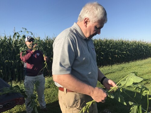 Crop Tour - Scouting beans in Illinois