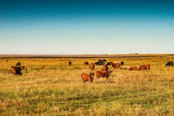 Technology may soon be used for grazing decisions
