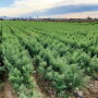 Fennel field
