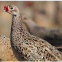 pheasants usda
