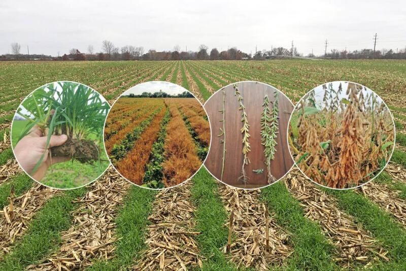Interplanting cash and cover crops allows Jason Mauck to capture sunlight and bottle up energy.