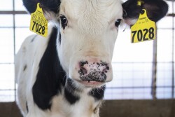 Allflex eartags
