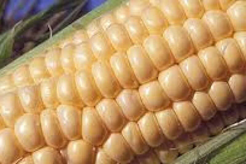 Gene editing could rapidly introduce new crop varieties that otherwise take years or decades to develop.
