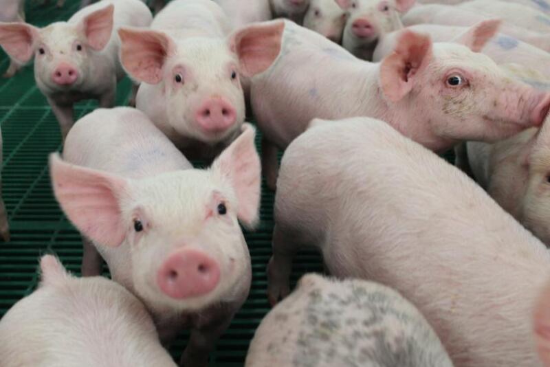 Cash-traded weaner pig reported volume was below average this past week, with 34,050 head reported. Cash weaner pig reported prices were $34.29, down $5.35 per head from last week.