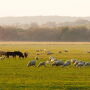 Purina farm