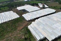 Fresh Farms expands green bell pepper production
