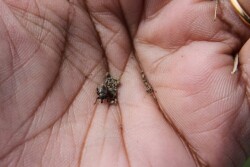 Alfalfa Weevil