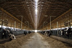John Mueller Dairy 01.jpg