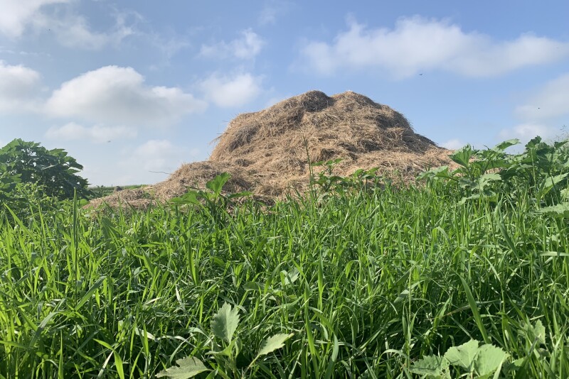 Manure that has been stockpiled in a winter feeding area should be turned at least once for volume reduction and every 10-14 days for weed seed, pathogen and parasite reduction. 