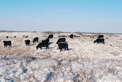 USU cows