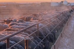 Cattle at bunk