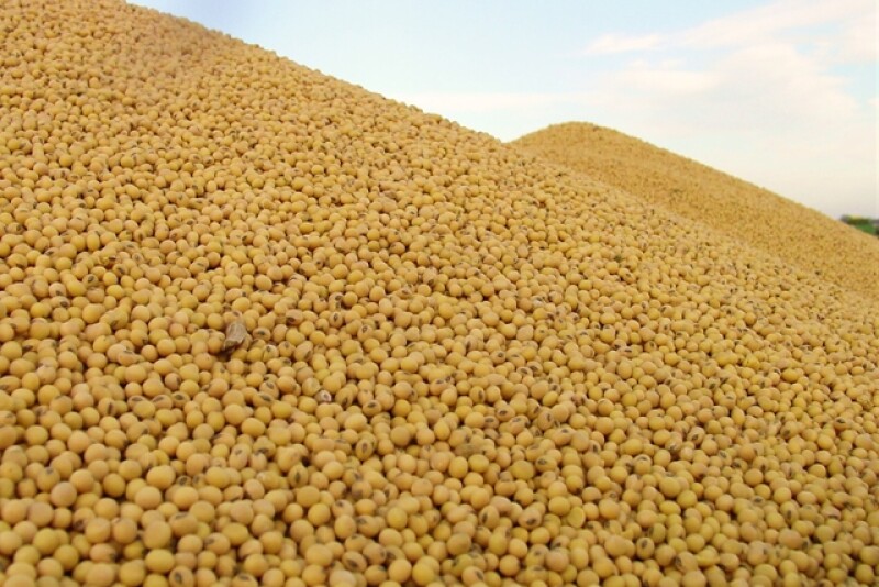 soybean pile