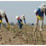 Volume and quality of Peruvian asparagus is looking good for Crystal Valley Foods, says Katiana Valdes, director of marketing. 
