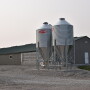 Pig Farm in Iowa