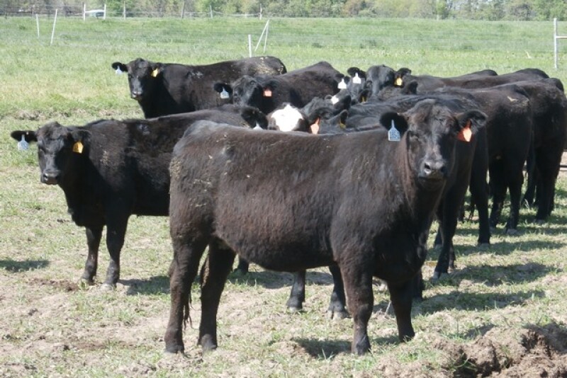 While there are benefits to feeding monensin to beef cows, how might the use of monensin for developing replacement heifers benefit your operation?