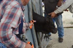 BT_Vaccinate_Cattle