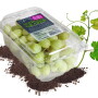 seedless  co2 correct